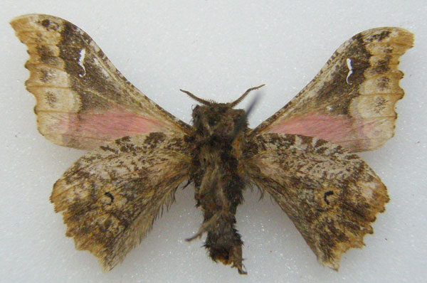 /filer/webapps/moths/media/images/C/corticea_Ludia_STF_NHMUKb.jpg