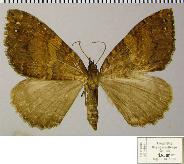 /filer/webapps/moths/media/images/C/corticearia_Mimoclystia_AF_ZSM.jpg