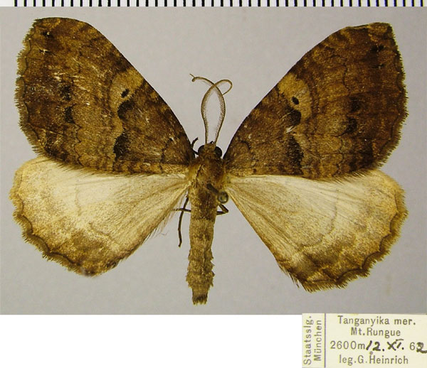 /filer/webapps/moths/media/images/C/corticearia_Mimoclystia_AM_ZSMa.jpg