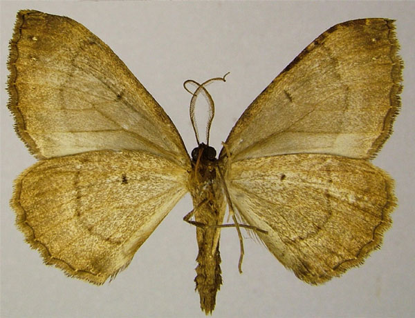 /filer/webapps/moths/media/images/C/corticearia_Mimoclystia_AM_ZSMb.jpg