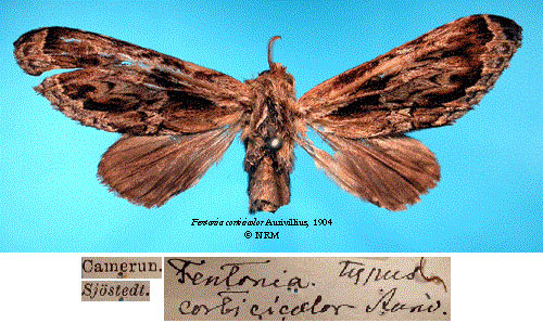/filer/webapps/moths/media/images/C/corticicolor_Fentonia_HT_SNHMa.jpg