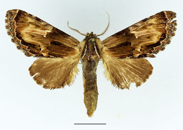 /filer/webapps/moths/media/images/C/corticicolor_Ulinella_AM_Basquin_01.jpg