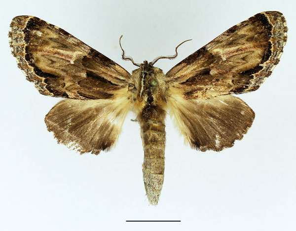 /filer/webapps/moths/media/images/C/corticicolor_Ulinella_AM_Basquin_02.jpg