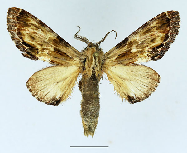 /filer/webapps/moths/media/images/C/corticicolor_Ulinella_AM_Basquin_03.jpg