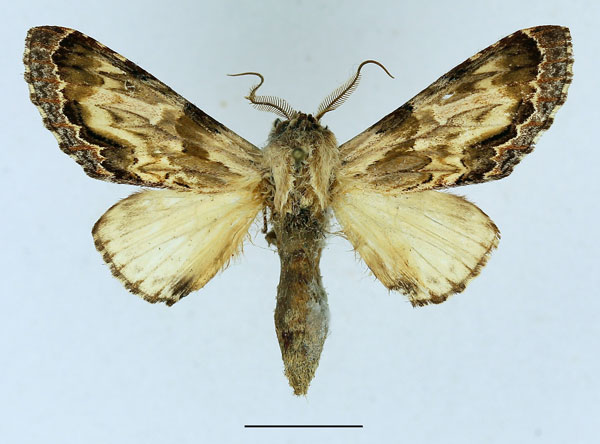 /filer/webapps/moths/media/images/C/corticicolor_Ulinella_AM_Basquin_04.jpg