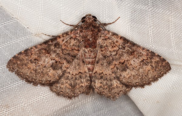 /filer/webapps/moths/media/images/C/cortytoides_Heteropalpia_A_Heyns_01.jpg