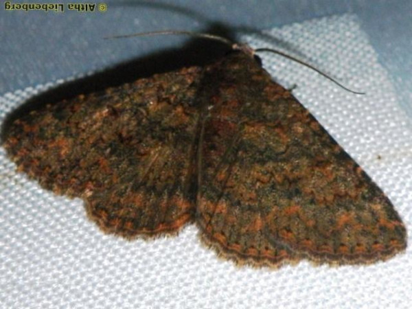 /filer/webapps/moths/media/images/C/cortytoides_Heteropalpia_A_Liebenberg.jpg