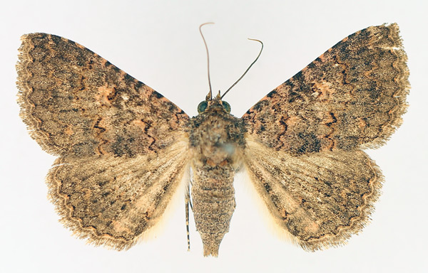 /filer/webapps/moths/media/images/C/cortytoides_Rhabdophera_AF_TMSA_01.jpg