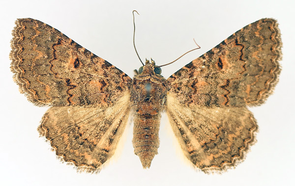 /filer/webapps/moths/media/images/C/cortytoides_Rhabdophera_AF_TMSA_02.jpg