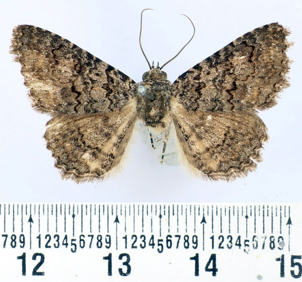 /filer/webapps/moths/media/images/C/cortytoides_Rhabdophera_AM_BMNH.jpg
