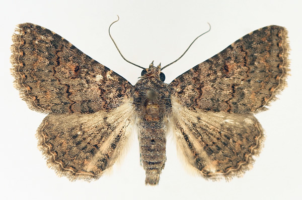 /filer/webapps/moths/media/images/C/cortytoides_Rhabdophera_AM_TMSA_01.jpg