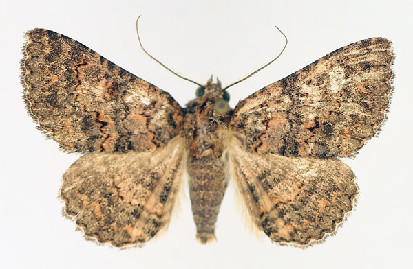 /filer/webapps/moths/media/images/C/cortytoides_Rhabdophera_AM_TMSA_02.jpg