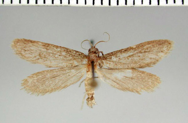 /filer/webapps/moths/media/images/C/corvifera_Prototheora_AM_ZMHB.jpg