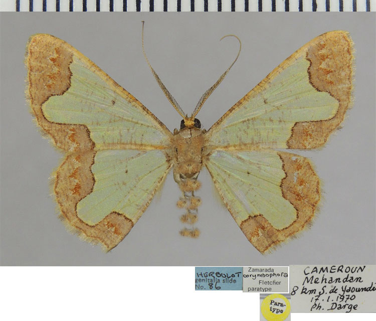 /filer/webapps/moths/media/images/C/corymbophora_Zamarada_PTM_ZSMa.jpg