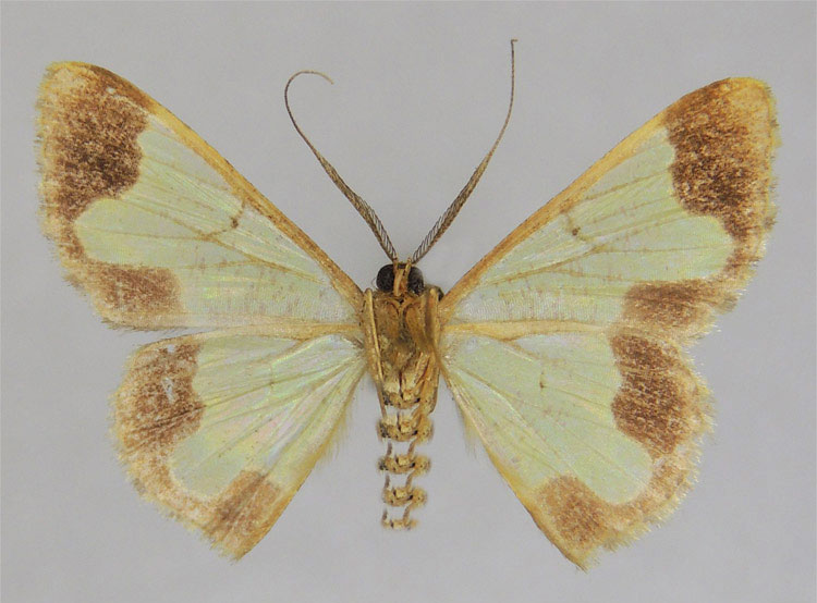/filer/webapps/moths/media/images/C/corymbophora_Zamarada_PTM_ZSMb.jpg
