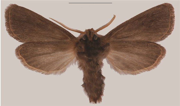 /filer/webapps/moths/media/images/C/corymbosus_Sesamia_HT_MNHNb.jpg
