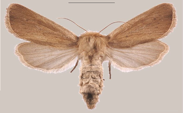 /filer/webapps/moths/media/images/C/corymbosus_Sesamia_PTF_MNHNa.jpg