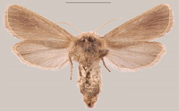 /filer/webapps/moths/media/images/C/corymbosus_Sesamia_PTF_MNHNb.jpg