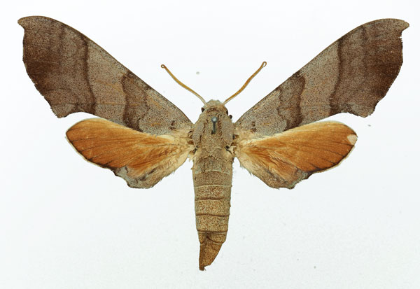 /filer/webapps/moths/media/images/C/coryndoni_Polyptychus_AF_Basquin.jpg