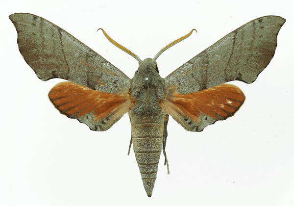/filer/webapps/moths/media/images/C/coryndoni_Polyptychus_AM_Basquin_02a.jpg