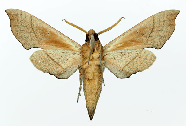 /filer/webapps/moths/media/images/C/coryndoni_Polyptychus_AM_Basquin_02b.jpg