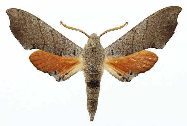 /filer/webapps/moths/media/images/C/coryndoni_Polyptychus_AM_Basquin_03.jpg
