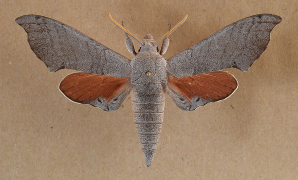 /filer/webapps/moths/media/images/C/coryndoni_Polyptychus_A_Butler.jpg