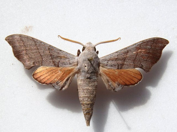 /filer/webapps/moths/media/images/C/coryndoni_Polyptychus_A_Goff_01.jpg