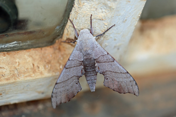 /filer/webapps/moths/media/images/C/coryndoni_Polyptychus_A_Voaden.jpg