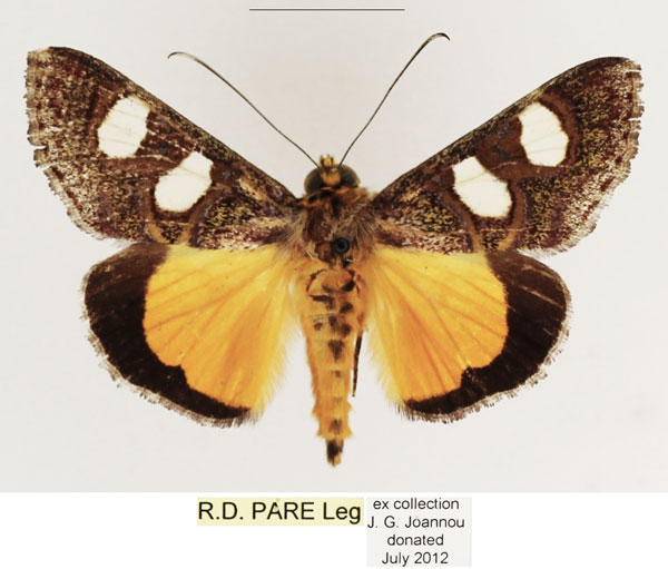 /filer/webapps/moths/media/images/C/coryndoni_Schausia_AF_TMSA_01.jpg