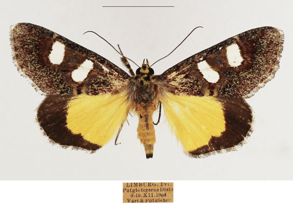 /filer/webapps/moths/media/images/C/coryndoni_Schausia_AF_TMSA_02.jpg