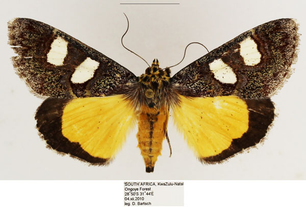 /filer/webapps/moths/media/images/C/coryndoni_Schausia_AF_TMSA_04.jpg