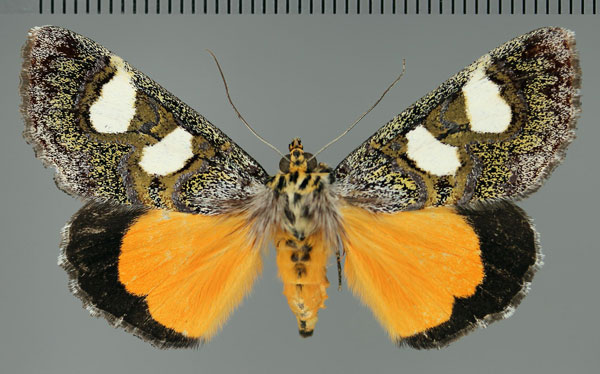 /filer/webapps/moths/media/images/C/coryndoni_Schausia_A_Fiebig.jpg