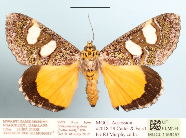 /filer/webapps/moths/media/images/C/coryndoni_Schausia_A_MGCLa_01.jpg