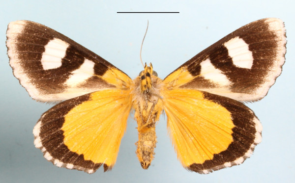 /filer/webapps/moths/media/images/C/coryndoni_Schausia_A_MGCLb_01.jpg
