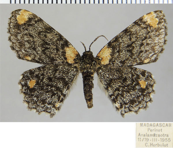 /filer/webapps/moths/media/images/C/coryphocycla_Hypomecis_AF_ZSM.jpg