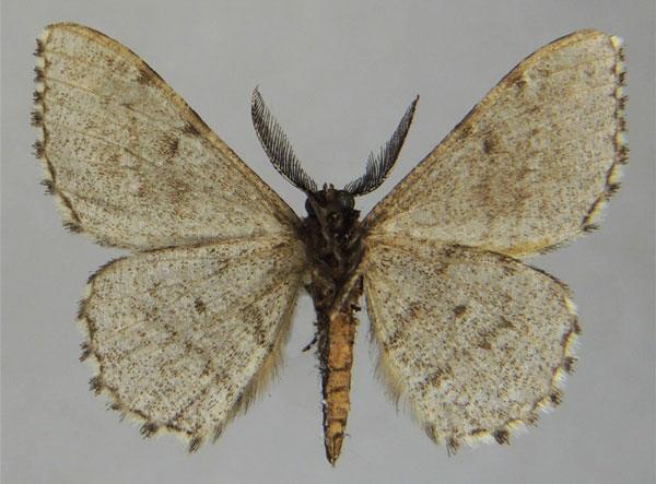 /filer/webapps/moths/media/images/C/coryphocycla_Hypomecis_AM_ZSMb.jpg