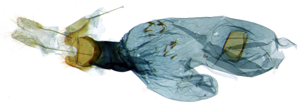 /filer/webapps/moths/media/images/C/corystos_Thubdora_GFPT_NIBR_CIS7352.jpg