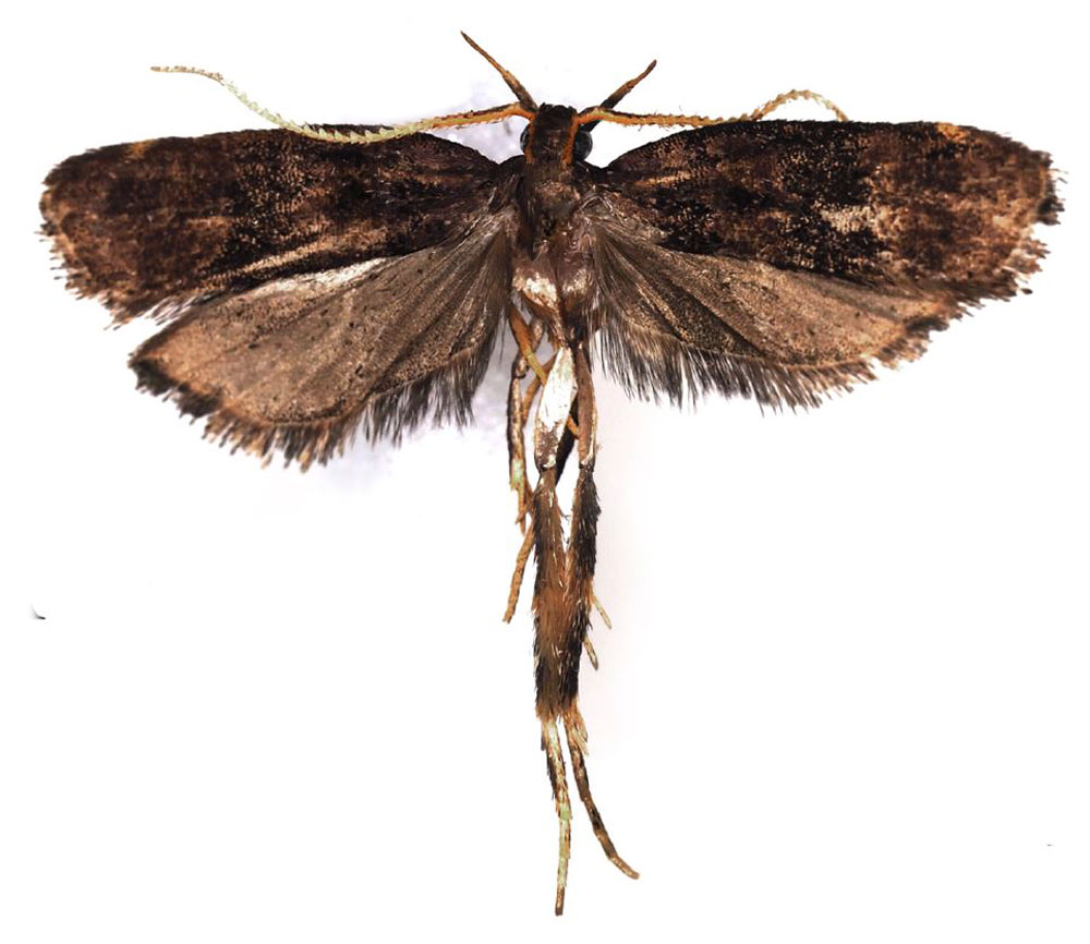 /filer/webapps/moths/media/images/C/corystos_Thubdora_HT_NIBR.jpg