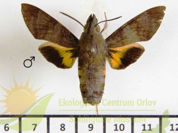 /filer/webapps/moths/media/images/C/corythus_Macroglossum_AM_SMCR_01.jpg