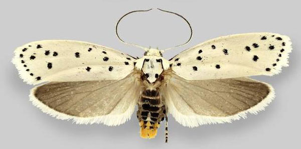 /filer/webapps/moths/media/images/C/coscineutis_Ethmia_AF_ZIN.jpg