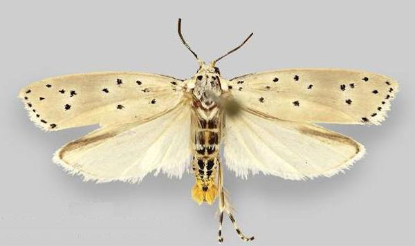 /filer/webapps/moths/media/images/C/coscineutis_Ethmia_AM_ZIN.jpg