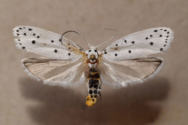 /filer/webapps/moths/media/images/C/coscineutis_Ethmia_A_Butler.jpg