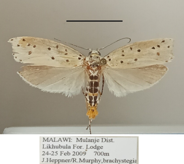 /filer/webapps/moths/media/images/C/coscineutis_Ethmia_A_MGCLa_02.jpg
