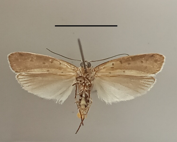 /filer/webapps/moths/media/images/C/coscineutis_Ethmia_A_MGCLb_01.jpg