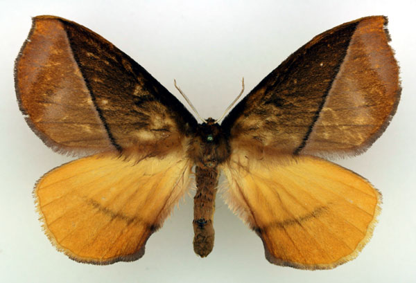 /filer/webapps/moths/media/images/C/cosima_Epijana_AF_Basquin.jpg