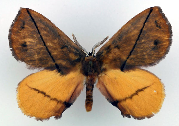 /filer/webapps/moths/media/images/C/cosima_Epijana_AM_Basquin_02.jpg