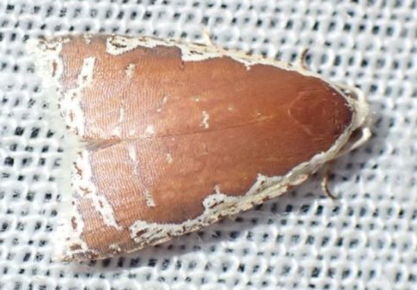 /filer/webapps/moths/media/images/C/cosmophora_Panegyra_AF_Bippus.jpg
