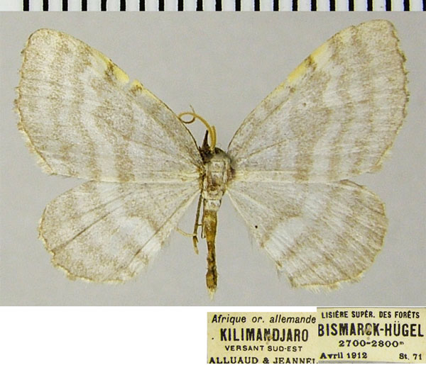 /filer/webapps/moths/media/images/C/costalis_Hydrelia_AM_ZSMa.jpg