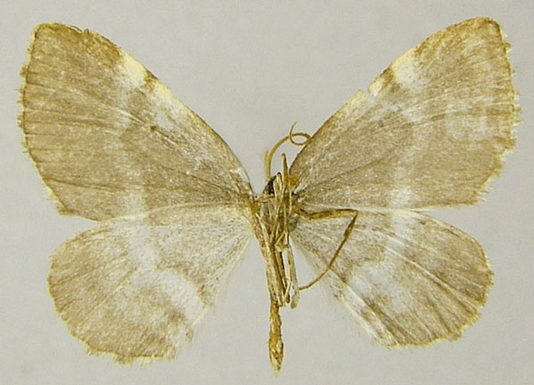 /filer/webapps/moths/media/images/C/costalis_Hydrelia_AM_ZSMb.jpg